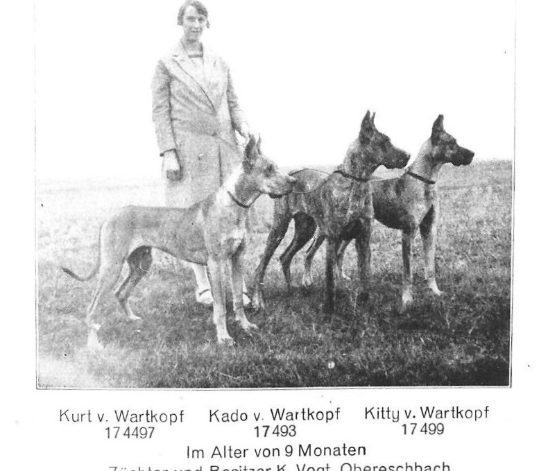 Kurt Kado Kitty v Wartkopf